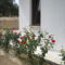 Roses Villa