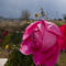 Roses Villa