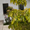 Roses Villa