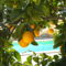Villa Avgoustis