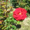 Roses Villa