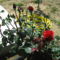 Roses Villa