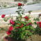 Roses Villa