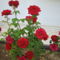 Roses Villa