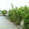Green Bay Villas