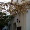 Orange Tree House