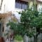 Orange Tree House