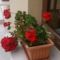 Roses Villa