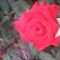 Roses Villa