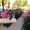 Roses Villa