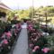 Roses Villa