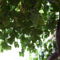 Agrovino Lofou