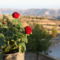 Agrovino Lofou