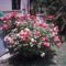 Pera Pedi Holiday House
