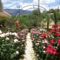 Roses Villa