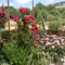 Roses Villa