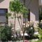 Roses Villa