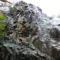 Mountain Rose Hotel